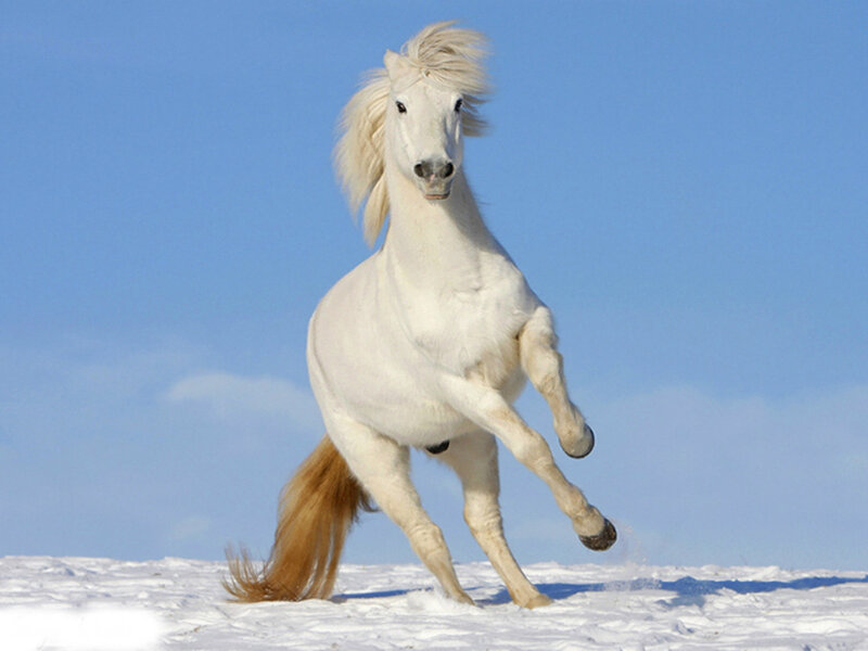 White Horse Running — Dynamic, Winter, Photograph, Snow, Sky, Tail