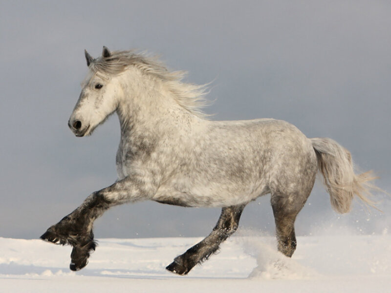 White Horse Running — Dynamic, Winter, Photograph, Snow, Sky