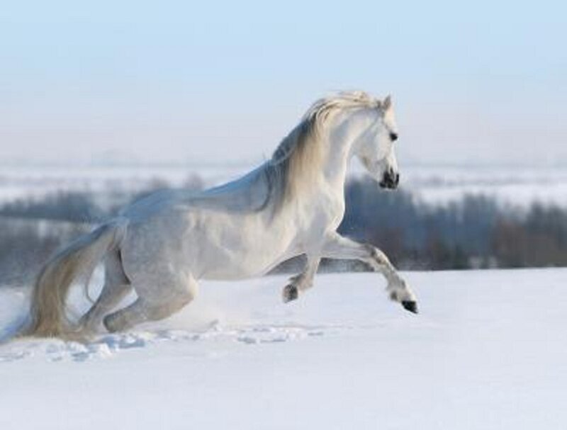 White Horse Running — Dynamic, Winter, Photograph, Snow, Sky, Trees