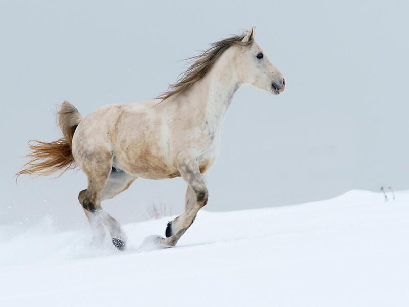 White Horse Running — Dynamic, Winter, Photograph, Snow, Tail