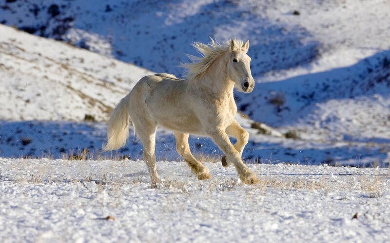 White Horse Running — Dynamic, Winter, Photograph, Snow