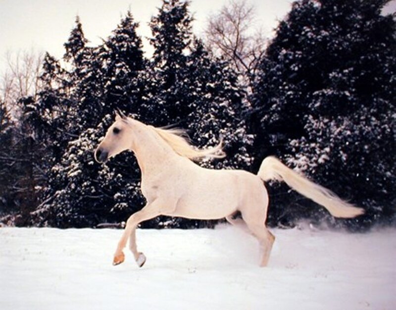 White Horse Running — Dynamic, Winter, Photograph, Snow, Trees, Forest