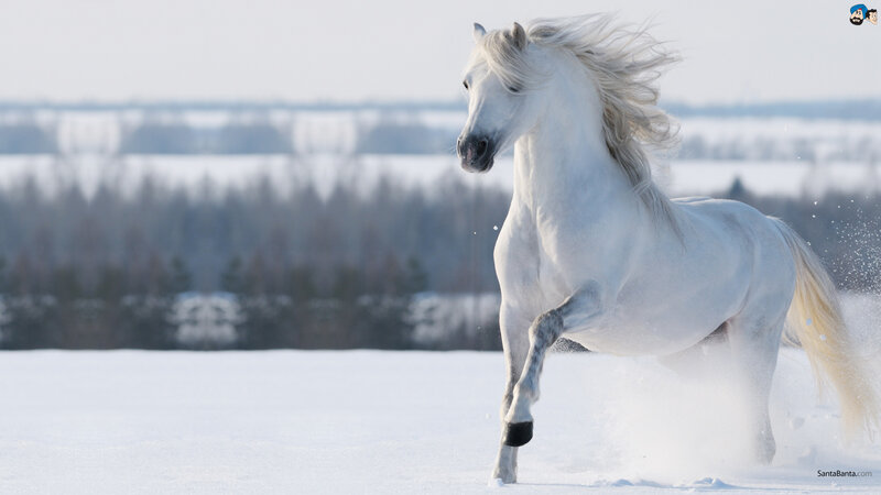 White Horse Running — Dynamic, Winter, Photograph, Snow, Trees