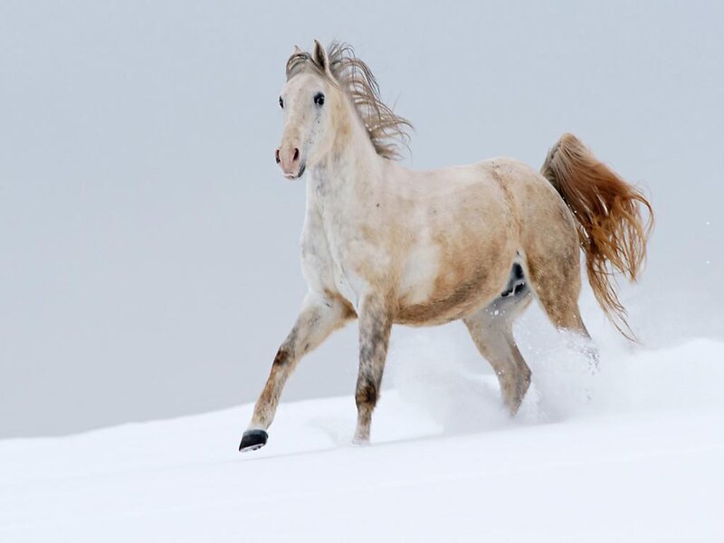White Horse Running — Dynamic, Winter, Photograph, Snow, Wind