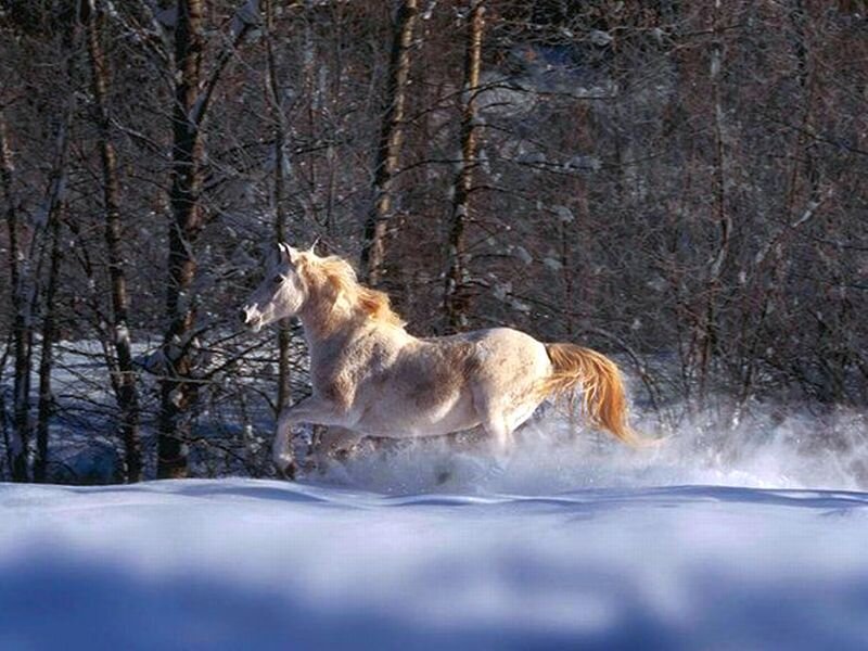 White Horse Running — Dynamic, Winter, Photograph