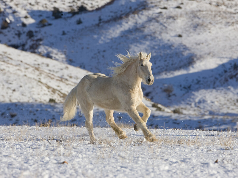 White Horse Running — Dynamic, Winter
