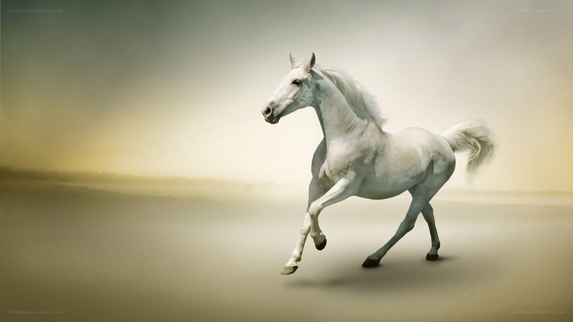 white horse running freely
