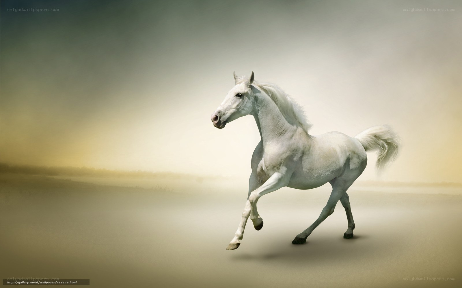 white horse running freely