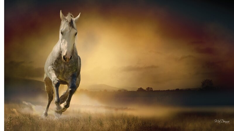 White Horse Running — Gold, Dramatic, Sunset, Digital Art