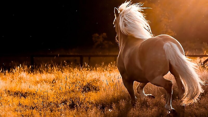 White Horse Running — Gold, Dramatic, Sunset, Photograph, Grass, Fence, Dust