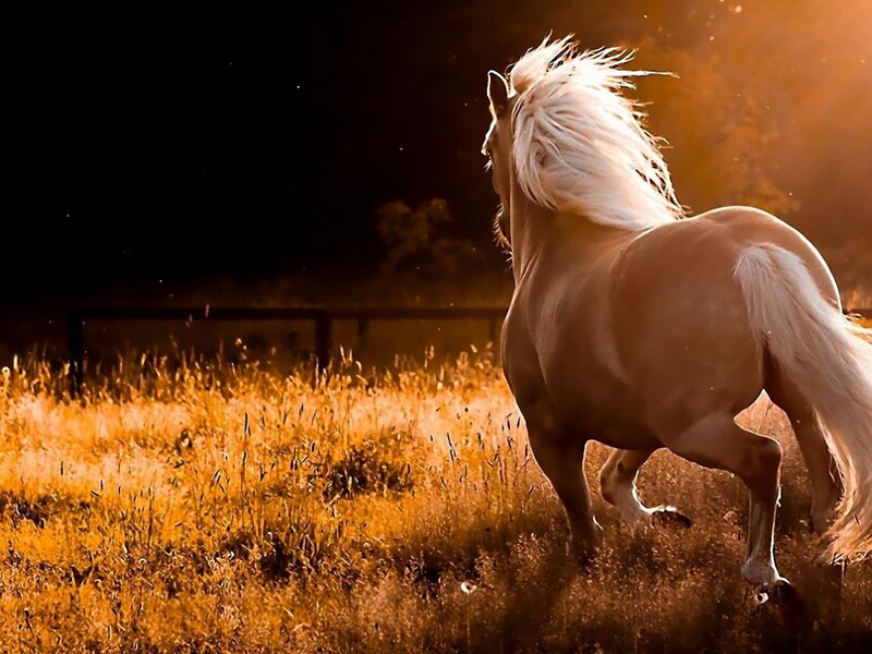 White Horse Running — Gold, Dramatic, Sunset, Photograph, Grass, Field, Fence