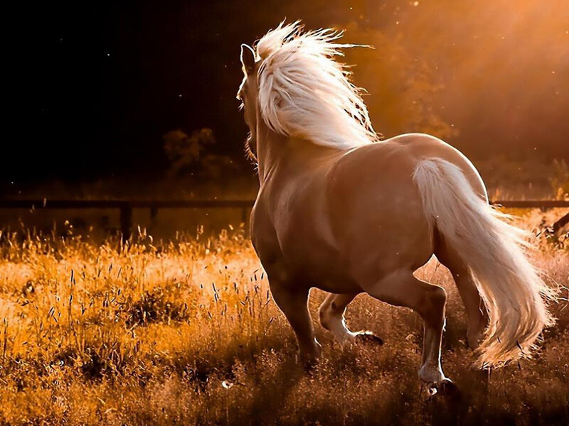 White Horse Running — Gold, Dramatic, Sunset, Photograph, Grass, Field