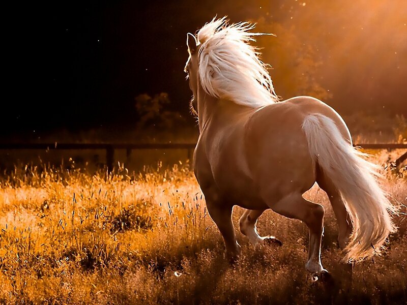 White Horse Running — Gold, Dramatic, Sunset