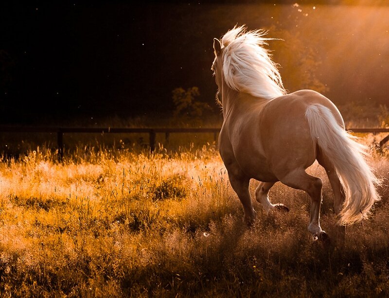 White Horse Running — Gold, Dramatic