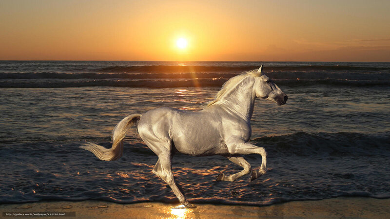 White Horse Running — Gold, Serene, Sunset, Photograph, Ocean, Sun, Beach, Blue