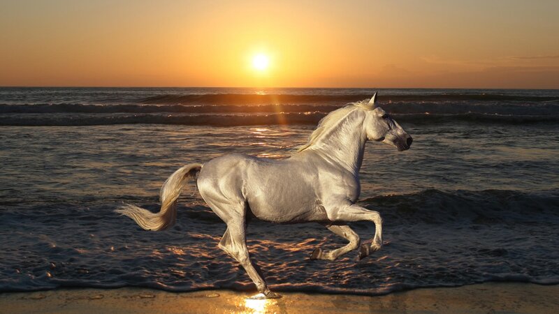 White Horse Running — Gold, Serene, Sunset, Photograph, Ocean, Sun, Beach