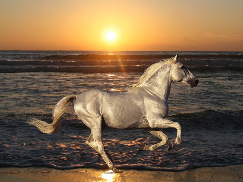 White Horse Running — Gold, Serene, Sunset, Photograph, Ocean, Sun