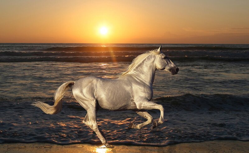 White Horse Running — Gold, Serene, Sunset