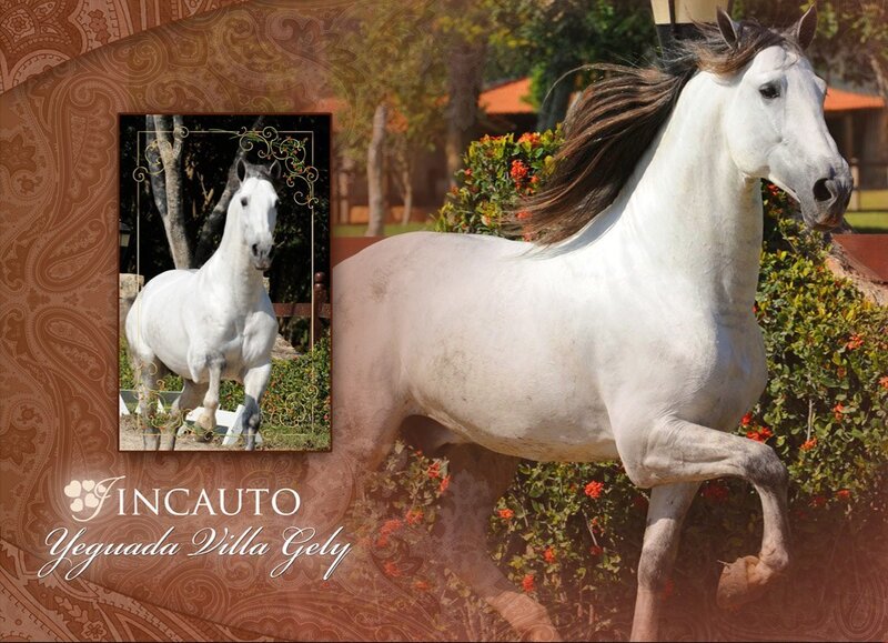 White Horse Running — Graceful