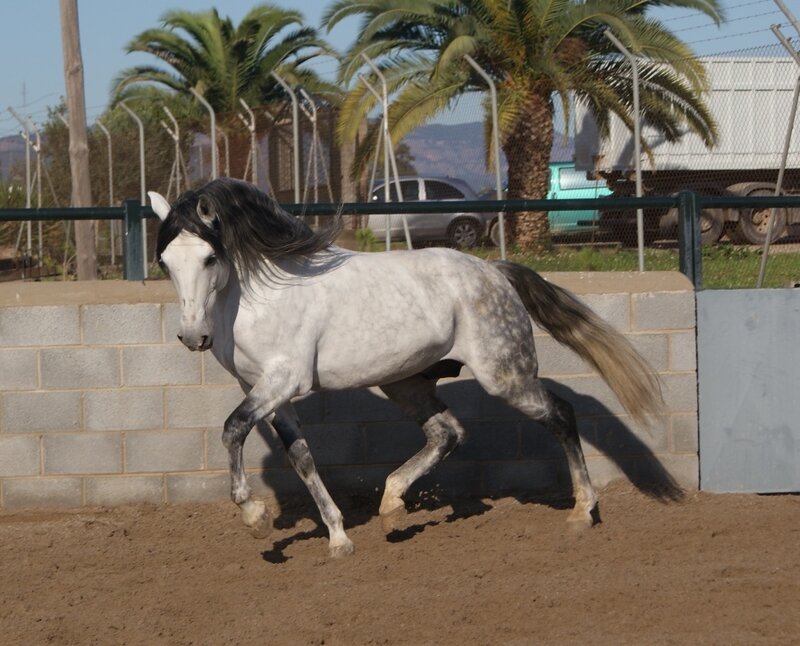 White Horse Running — Gray, Active, Afternoon, Photograph
