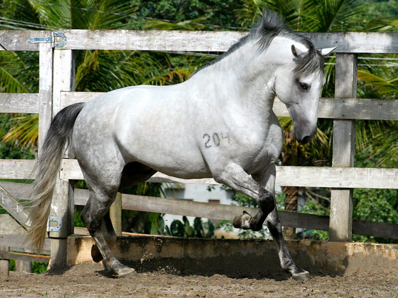 White Horse Running — Gray, Active, Afternoon
