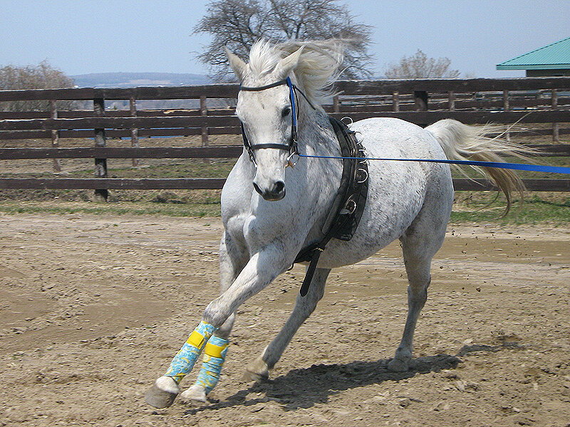 White Horse Running — Gray, Active