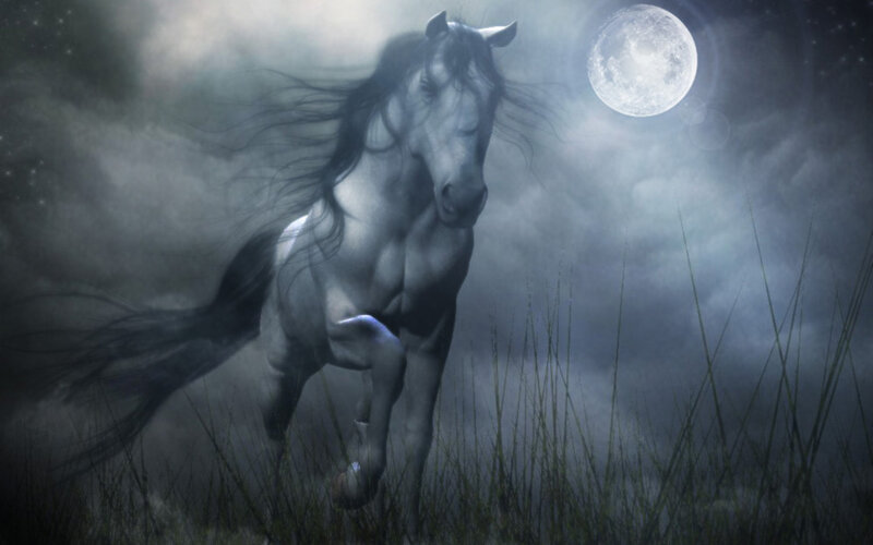 White Horse Running — Gray, Dramatic, Night