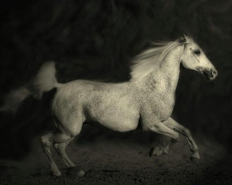 White Horse Running — Gray, Dramatic