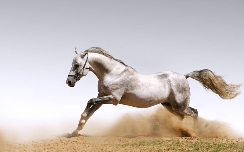 White Horse Running — Gray, Dynamic, Afternoon, Photograph, Dust, Saddle, Reins