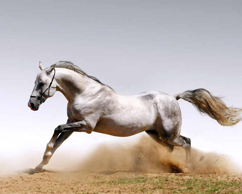 White Horse Running — Gray, Dynamic, Afternoon, Photograph, Dust, Saddle