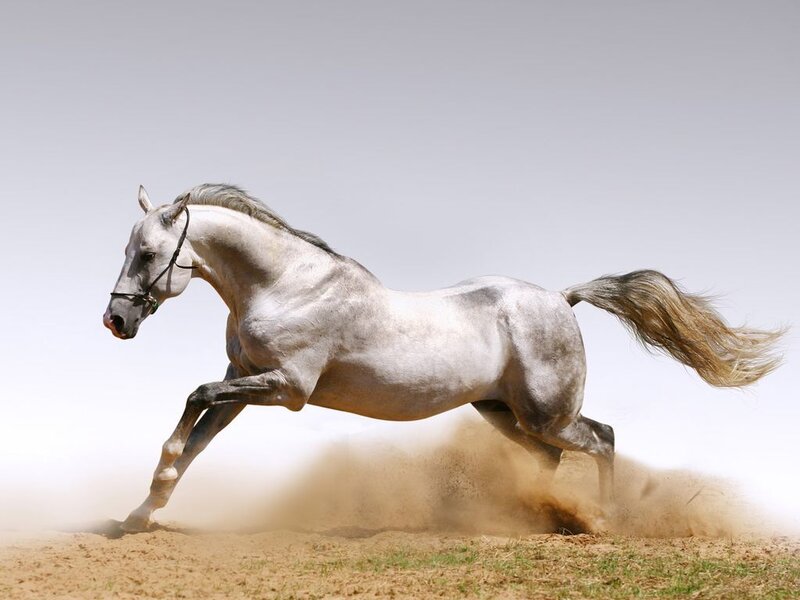 White Horse Running — Gray, Dynamic, Afternoon, Photograph, Dust