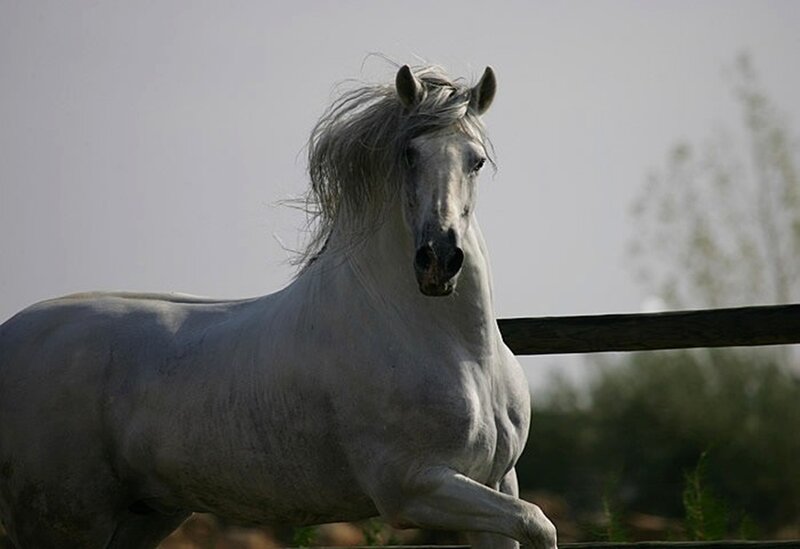 White Horse Running — Gray, Dynamic, Afternoon, Photograph, Fence