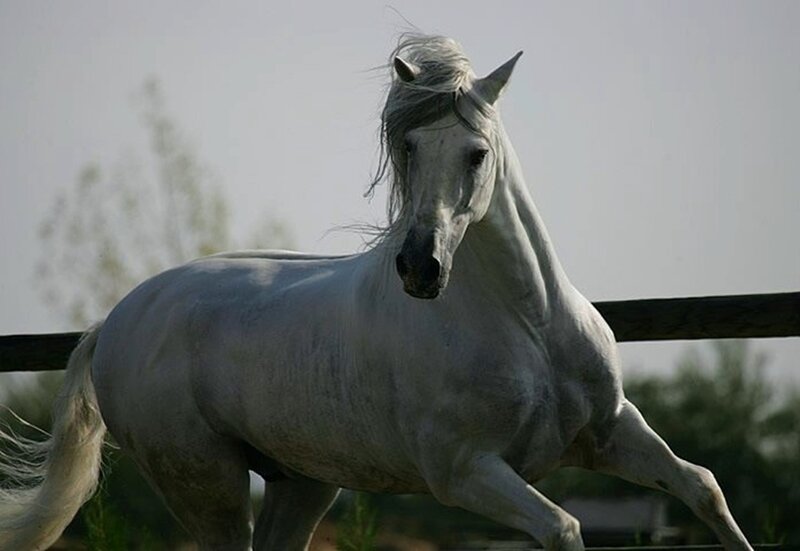 White Horse Running — Gray, Dynamic, Afternoon, Photograph