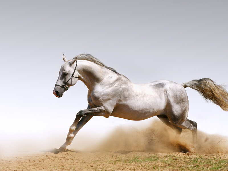 White Horse Running — Gray, Dynamic, Afternoon