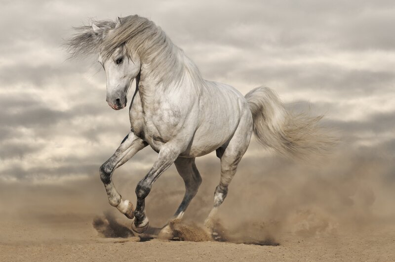 White Horse Running — Gray, Dynamic, Photograph, Dust, Clouds