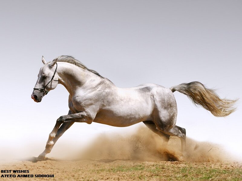 White Horse Running — Gray, Dynamic, Photograph, Dust, Saddle