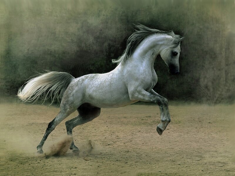 White Horse Running — Gray, Dynamic, Photograph, Dust, Tail, Mane
