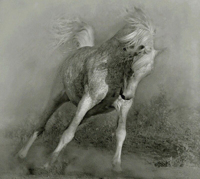 White Horse Running — Gray, Dynamic, Photograph, Dust, Tail