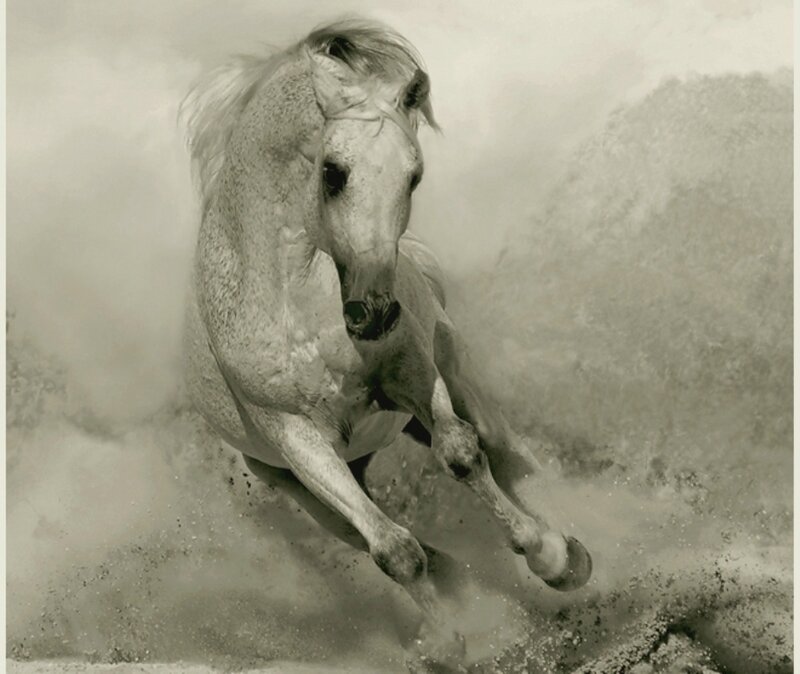White Horse Running — Gray, Dynamic, Photograph, Dust