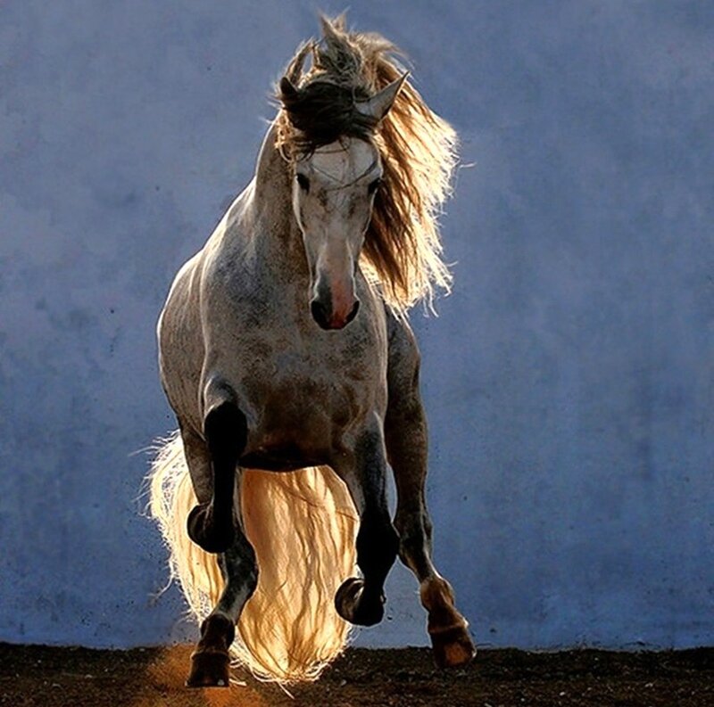 White Horse Running — Gray, Dynamic, Sunset