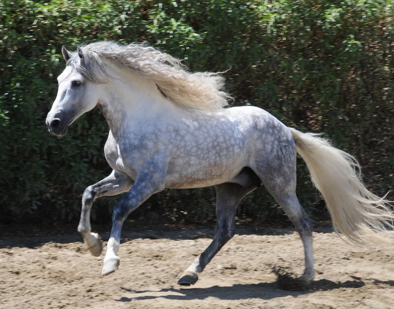 White Horse Running — Gray, Dynamic