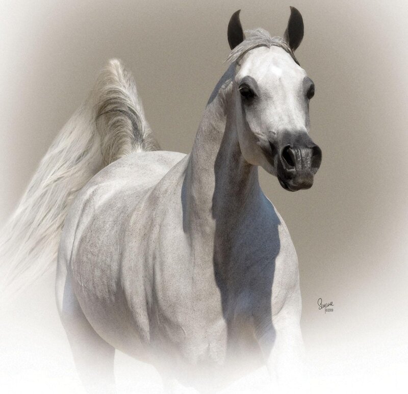 White Horse Running — Gray, Serene, Photograph