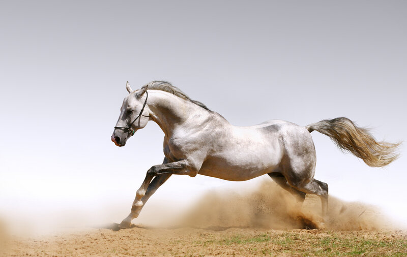 White Horse Running — Gray