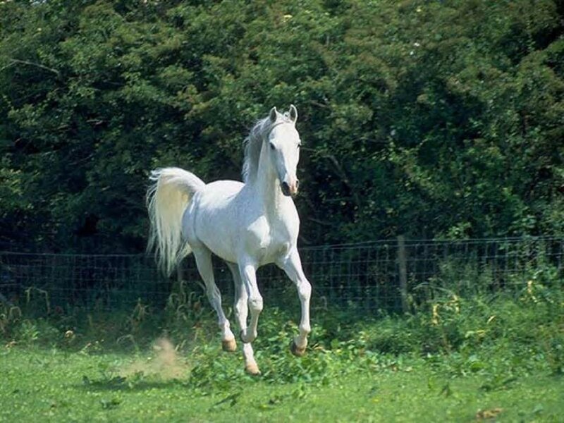 White Horse Running — Green, Active, Afternoon, Photograph, Fence