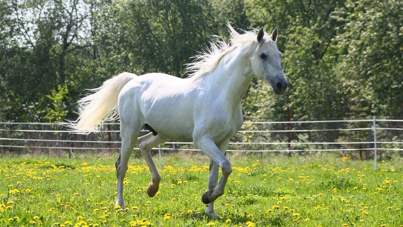 White Horse Running — Green, Active, Afternoon, Photograph, Field, Trees