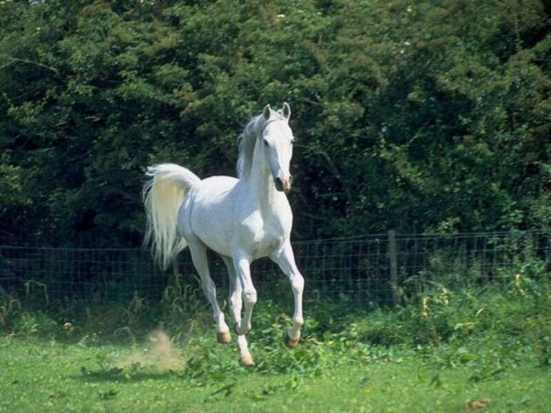 White Horse Running — Green, Active, Afternoon, Photograph, Grass, Fence