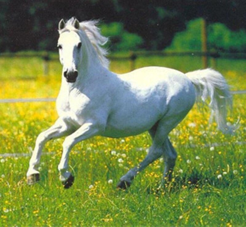 White Horse Running — Green, Active, Afternoon, Photograph, Grass, Flowers