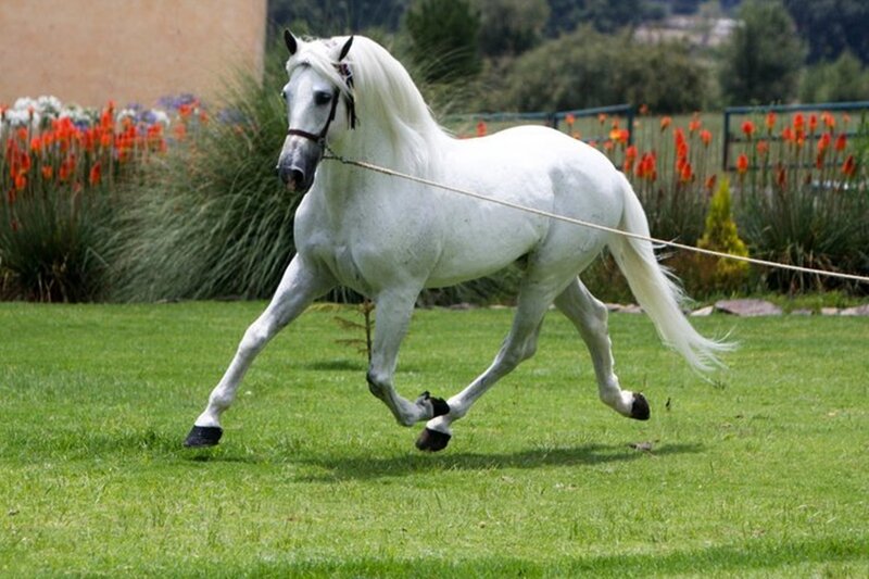 White Horse Running — Green, Active, Afternoon, Photograph