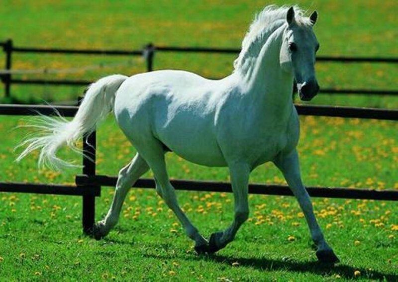 White Horse Running — Green, Active, Afternoon