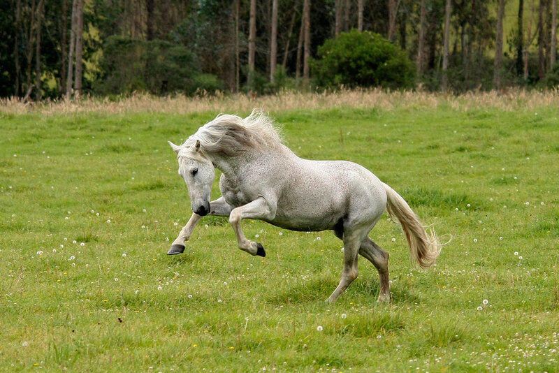 White Horse Running — Green, Active